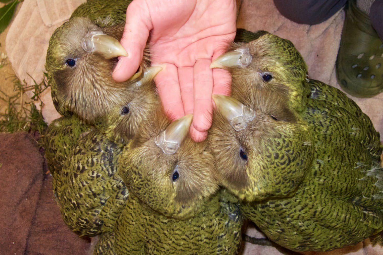 You need to see New Zealand's amazing native kākāpō parrot dancing